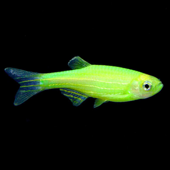 green danio